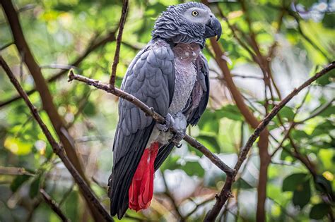 Beyond Bread: Unraveling the Importance of Nutritional Diversity for Avian Species