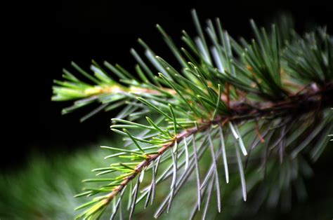 Beyond Greenery: The Fascinating Colors and Textures of Pine Needles