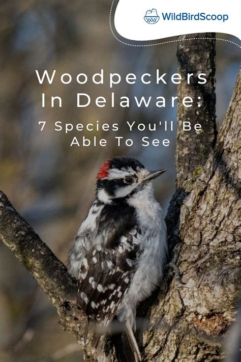 Bird-Watching Hotspots: Where to Find Woodpeckers