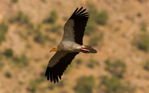 Black Vulture Across Cultures: Symbolic Representations Worldwide