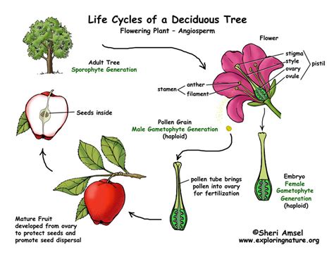 Blossoming into Fruitfulness: Delving into the Reproductive Cycle of the Tree of Apples