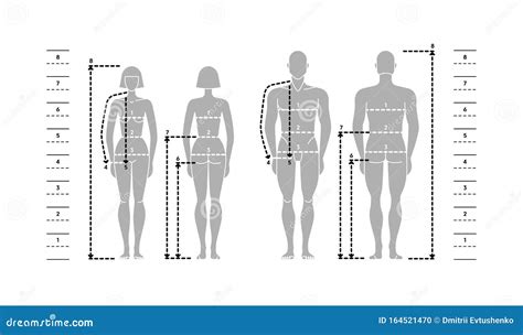 Body Dimensions: Tallness and Silhouette