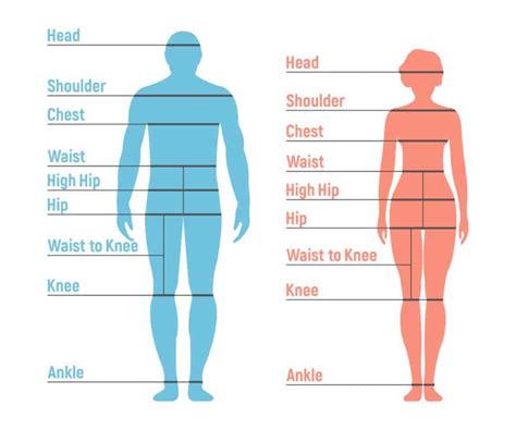 Body Measurements: Physical Stats