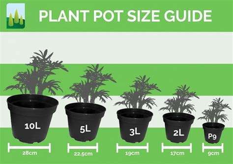 Body Measurements of Flora Bush