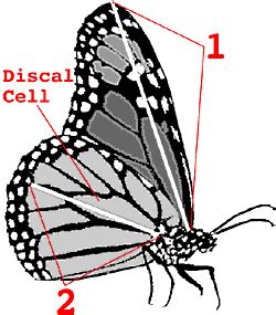 Body Measurements of the Regal Monarch