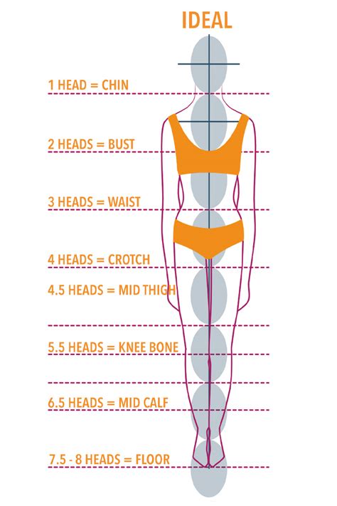 Body Proportions and Measurements