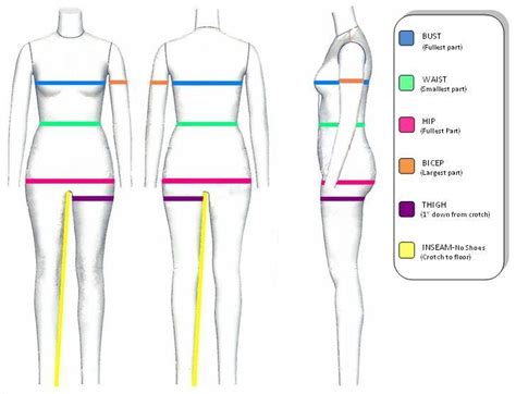 Body Structure and Height Statistics