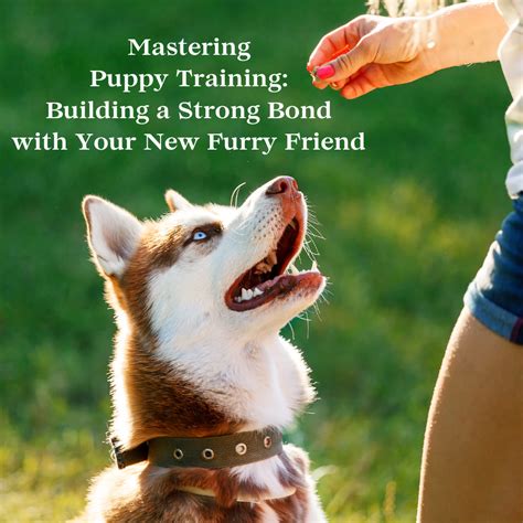 Bonding and Training Your Furry Friend: Tips and Techniques