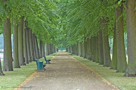 Breathtaking Trees that Frame the Path