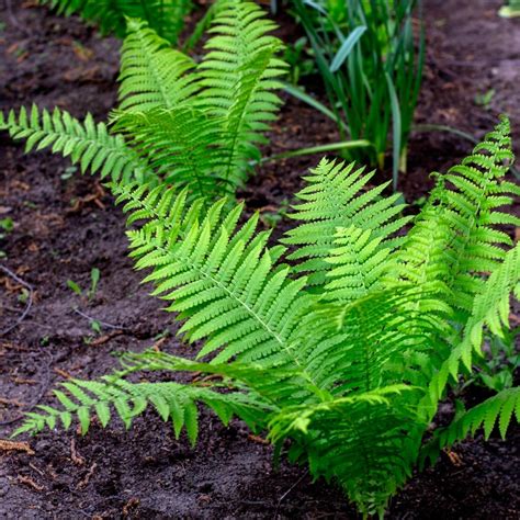 Bringing the Outside In: Tips and Tricks for Successfully Cultivating Indoor Ferns