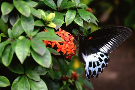 Butterflies as Pollinators: The Symbiotic Dance of Nature