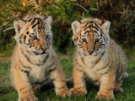 Captivated by Cuteness: Adorable Tiger Cubs and Their Irresistible Charm