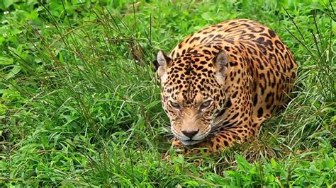 Captivating Photography: Showcasing the Grace and Power of the Jaguar's Magnificent World