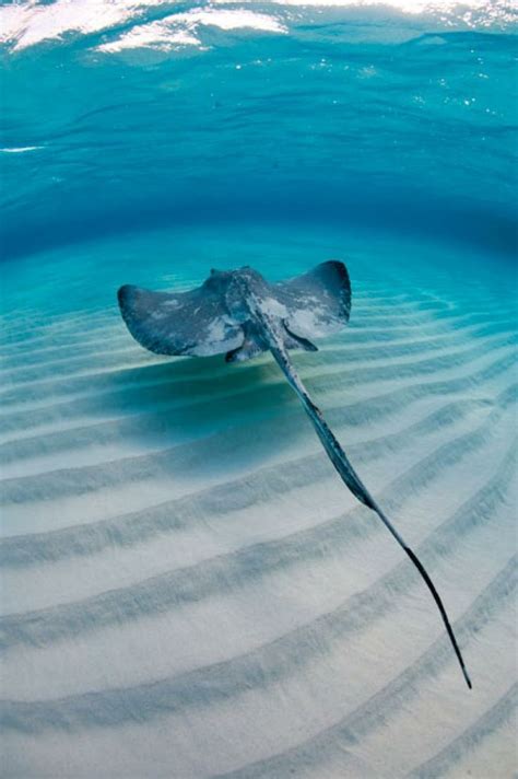 Capturing the Beauty of Stingrays: Photography Tips and Tricks