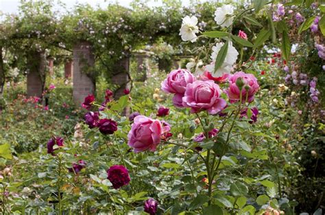 Capturing the Essence: Photographing the Allure of Rose Gardens