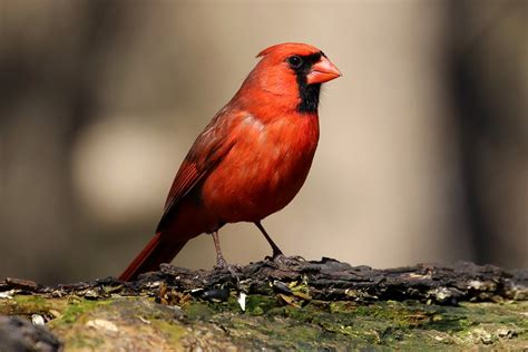 Capturing the Fleeting: Photography Tips for Documenting the Elusive Cardinal's Beauty