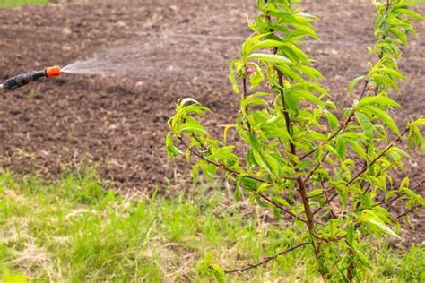 Caring for Fruit Trees: Maintenance and Disease Prevention