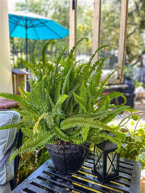 Caring for Your Fern: Essential Guidelines for Nurturing and Maintaining the Health of Your Indoor Ferns