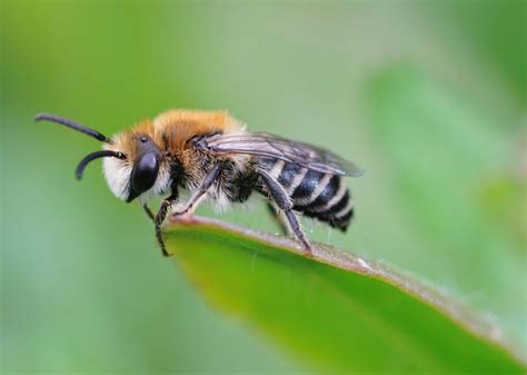 Carolina Bee's Rise to Fame