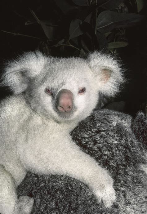 Celebrity Koalas: Renowned Albino Koalas in Australia