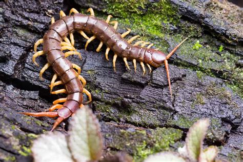 Centipedes in Myth and Legend: Exploring Cultural Interpretations of Centipede Envenomation