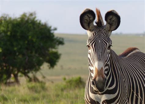 Challenges and Considerations of Having a Zebra as a Household Companion