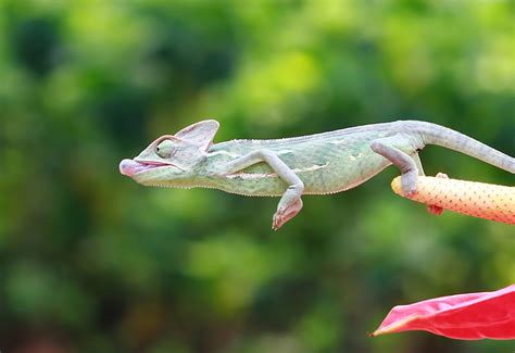 Chameleons as Masters of Camouflage