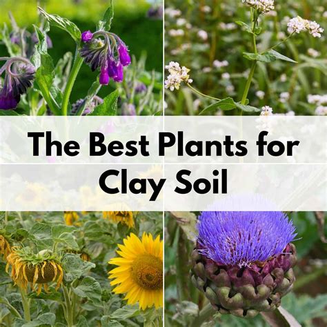 Choose the Perfect Flora for Clay Soil