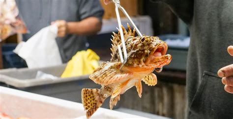 Choosing the Freshest Catch: A Guide to Selecting Optimal Seafood