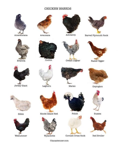 Choosing the Ideal Chicken Breeds for Your Backyard