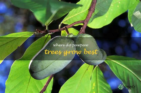 Choosing the Ideal Spot for Your Pawpaw Tree