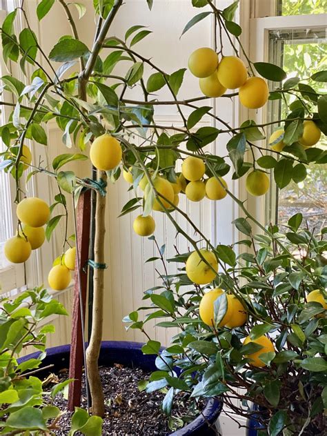 Choosing the Perfect Lemon Tree Variety