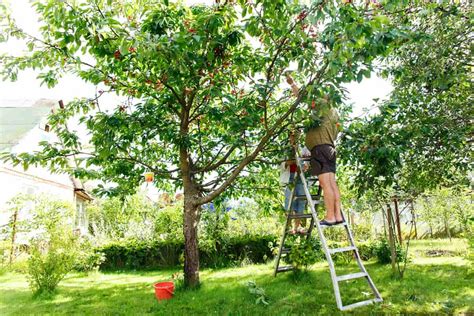 Choosing the Perfect Orchard for Your Backyard Oasis