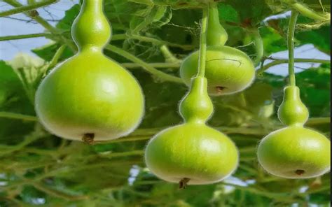 Choosing the Perfect Variety: A Key Step for Successful Bottle Gourd Cultivation