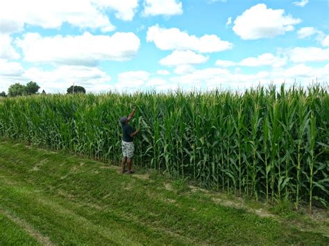 Choosing the Right Variety for Optimal Yield