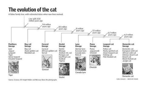 Chronological Details of Neilla Feline's Time on Earth