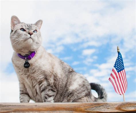 Chubby Von Kitten: A Social Media Sensation