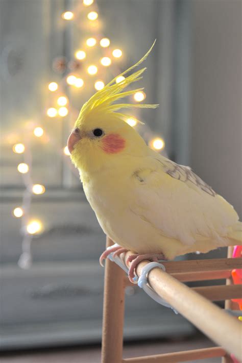 Cockatiels as Social Creatures: The Pleasure of Having a Sociable Companion