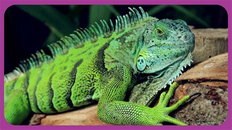 Cold-Blooded Wonders: Unveiling the Enigmatic World of Reptile Thermoregulation