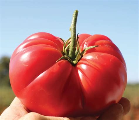 Common Interpretations of Giant Tomato Imagery