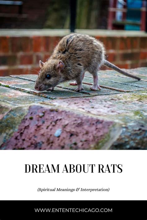 Common Meanings of Domestic Rat Dreams