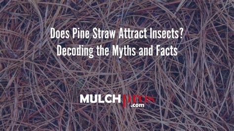 Common Misconceptions about Pine Straw: Unveiling the Truth