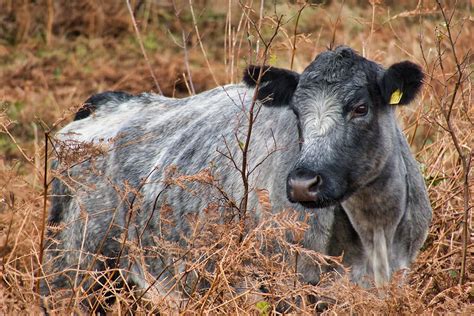 Common Themes in Pasture Ruminant Visions