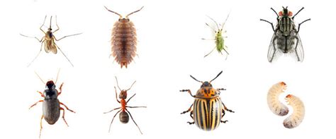 Common Types of Bugs Seen in these Peculiar Dreams