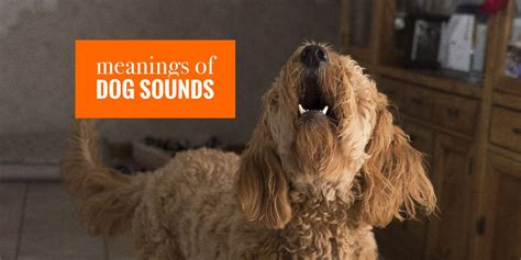 Communication: The Vocalizations of the Sly Canine