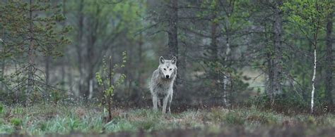 Community Cooperation: Advocating for Protective Measures against Wolf Attacks