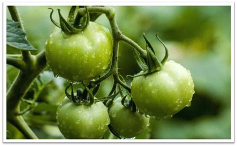 Comparing the Health Benefits of Green Tomatoes and Ripe Tomatoes