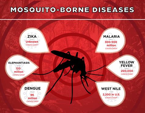 Concerns and Risks Associated with Enlarged Mosquitoes