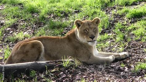 Confronting a Fierce Predator: Facing a Cougar in the Untamed