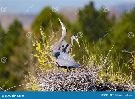 Connecting with Herons: Practices for Engaging with their Energy and Insight